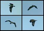 (05) osprey montage.jpg    (1000x720)    204 KB                              click to see enlarged picture